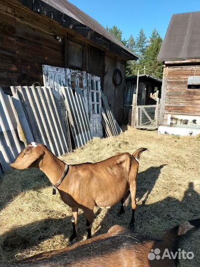 Нубийские козы