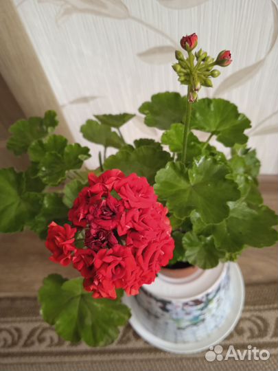 Герань розебудная