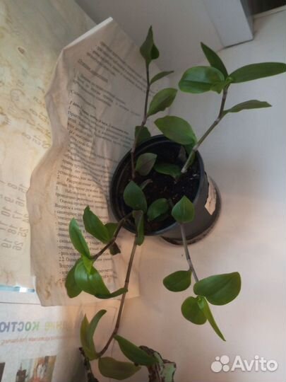 Продам цветы комнатные