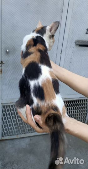 Трехцветный котенок, кошечка 3-4 месяца