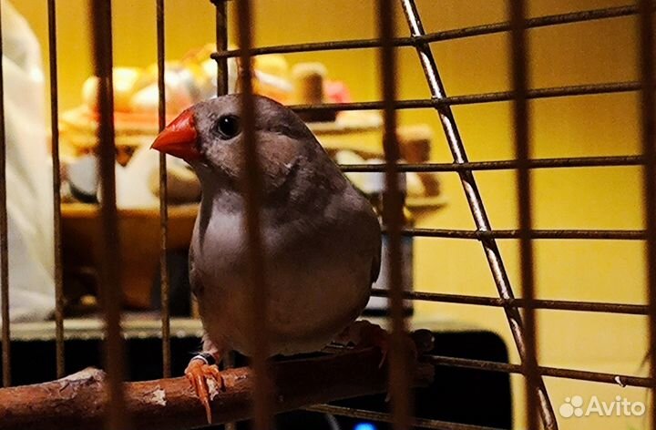 Зебровая амадина самка