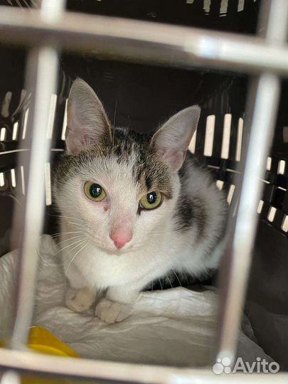 Кошка найдена, кошка потерялась