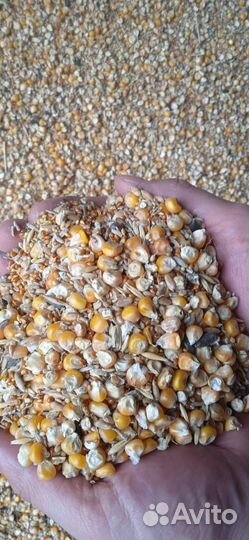 Кукуруза цельная и дробленая в мешках