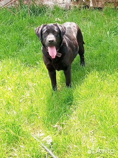 Продам Лабрадора