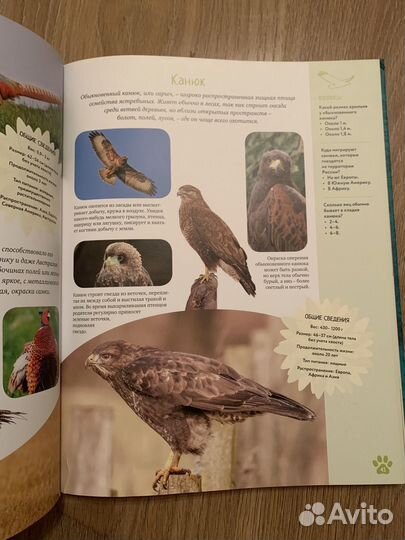 Детская энциклопедия махаон