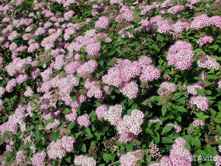 Спирея японская Литл Принцесс