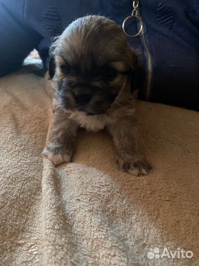 Щенки пекинеса