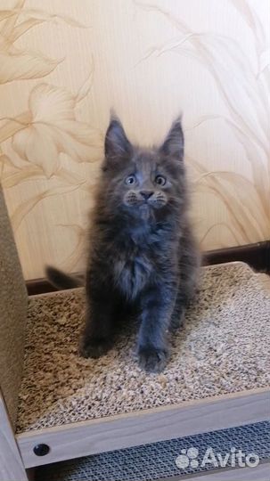 Котята мейн-кун