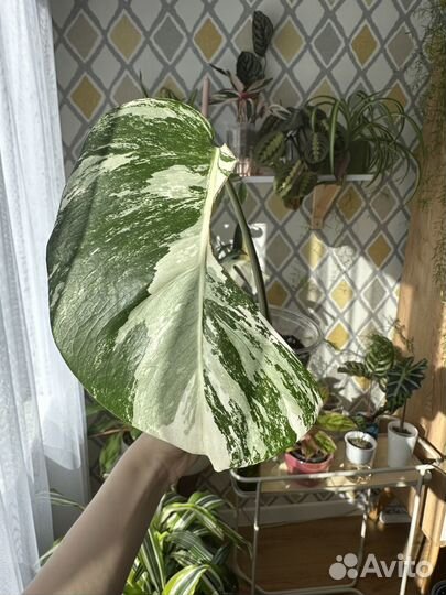 Монстера альба