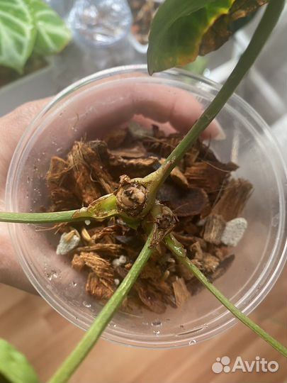 Антуриум кристаллинум (Америка)