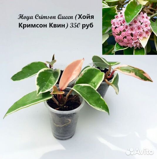 Хойя Hoya cagayanensis и Crimson Queen
