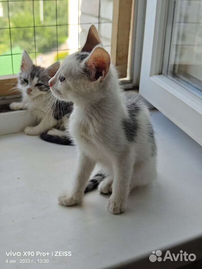 Котенок Шустрик