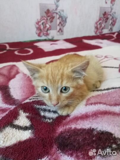 Котенок в дар