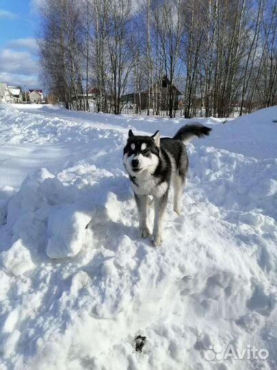 Сибирский хаски вязка
