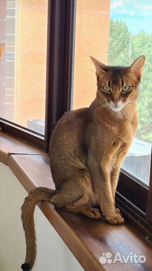 Абиссинская