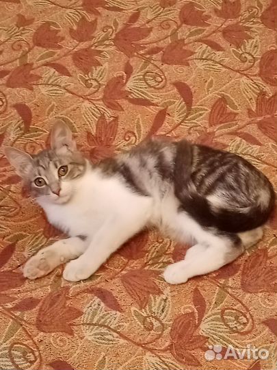 Кошечка в добрые руки