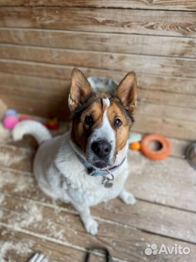 Собака из приюта