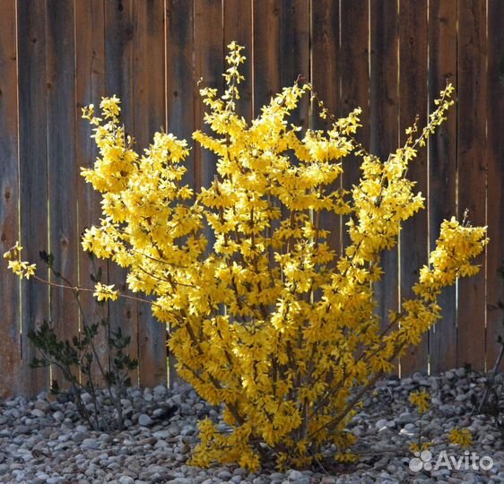 Кустарники, хвойники, цветы