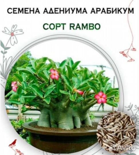 Адениум арабикум