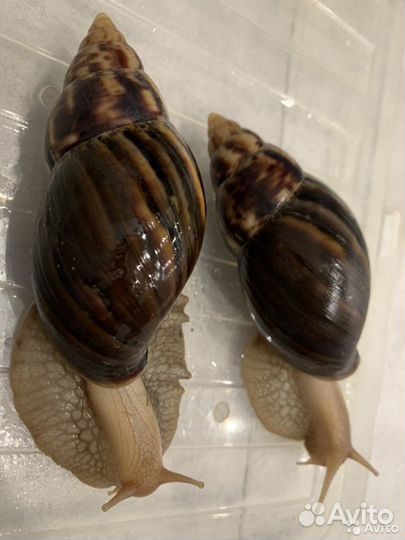 Улитки ахатины