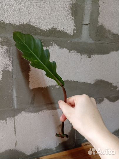 Филодендрон карамель марбл