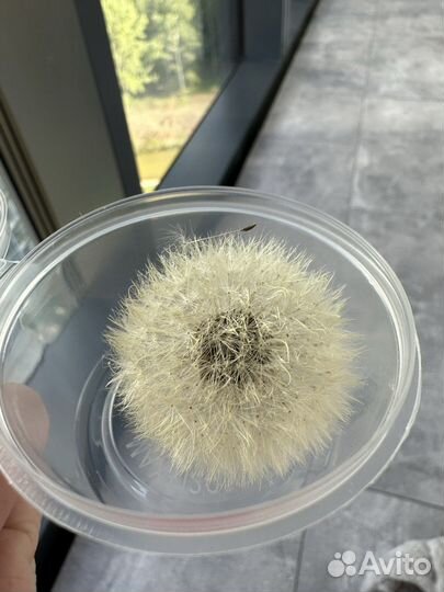 Одуванчик сушеный сухоцветы