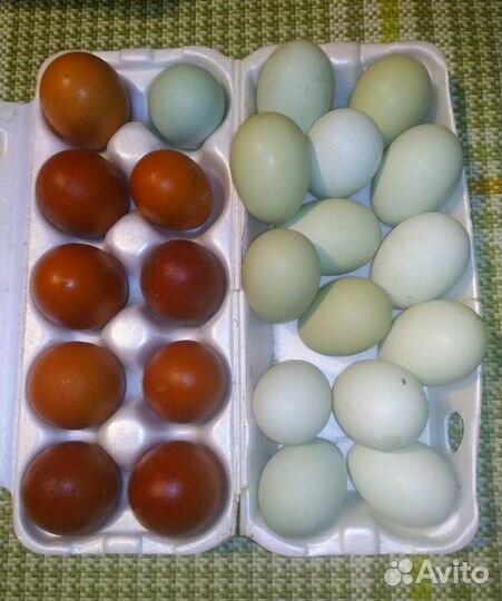 Яйцо инкубационное