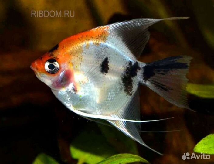 Рыба скалярия кои Аквариумные рыбки в ассортименте