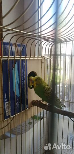 Продам Самца волнистого попугая