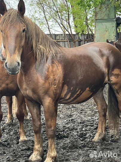 Продам тяжеловозных кобыл