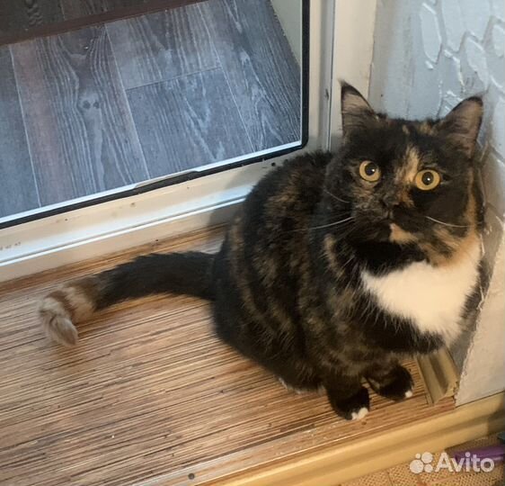 Кошка Тося ищет дом