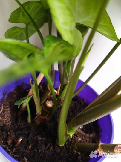 Сингониум домашний