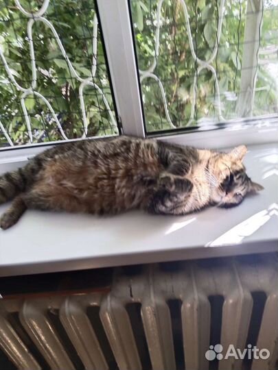 Отдам кота в добрые руки