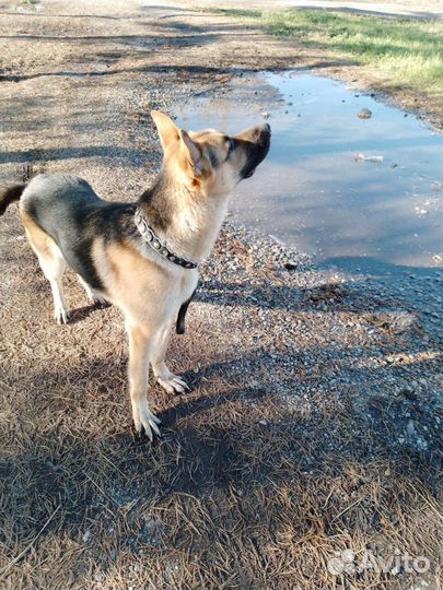 Восточноевропейская овчарка вязка