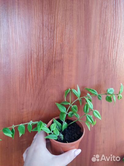 Хойя белла, пеларгония Крокодил