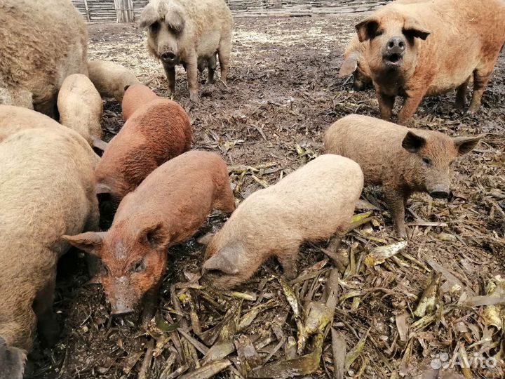 Мангалица чисто породная