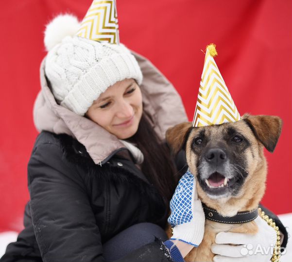 Собака Мелани из приюта в добрые руки бесплатно