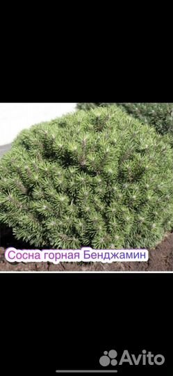 Сосна горная Бенджамин