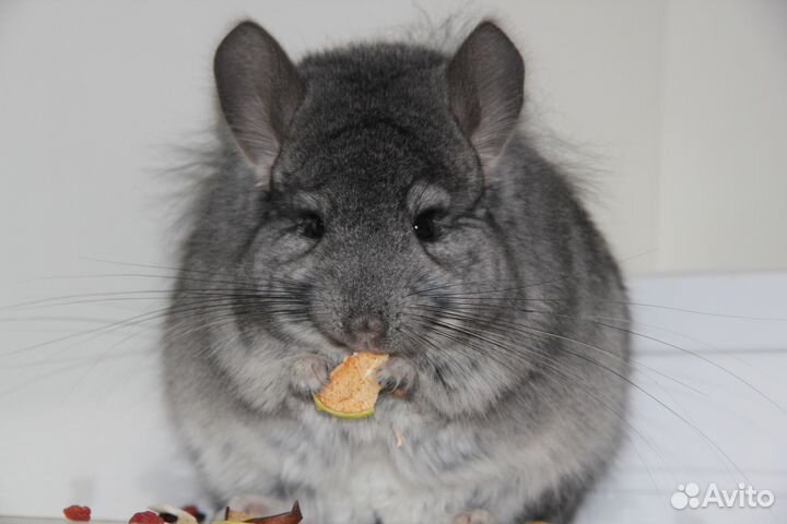 Шиншилла ангорский стандарт, мальчик 6 мес