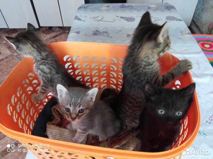 Котята в добрые руки бесплатно