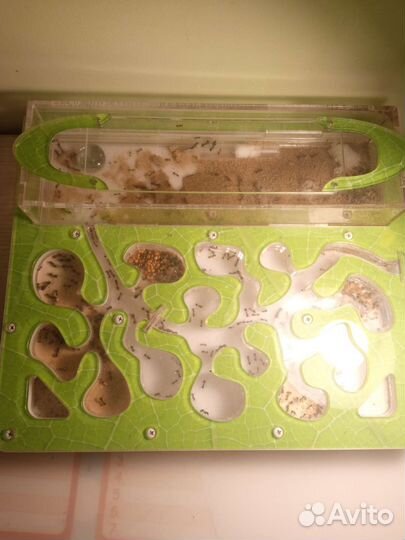 Муравьиная ферма