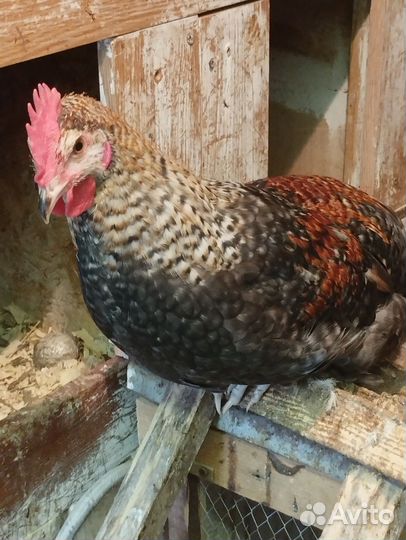 Молодые петухи