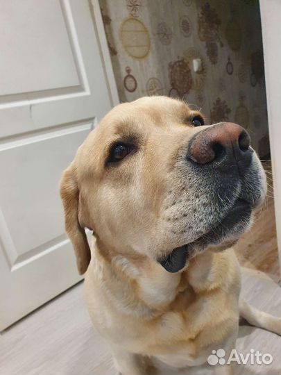Кобель лабрадора вязка