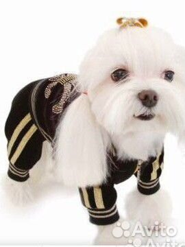 Велюровый костюм Puppy Angel,S р