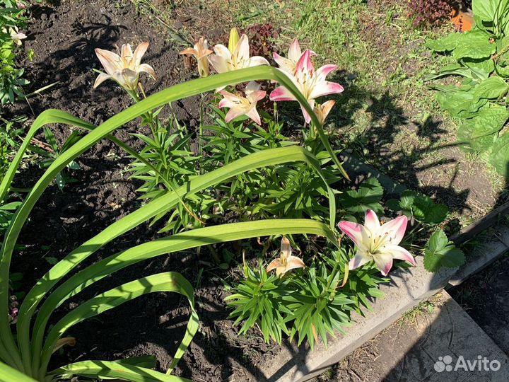 Лилии луковицы Лилейники