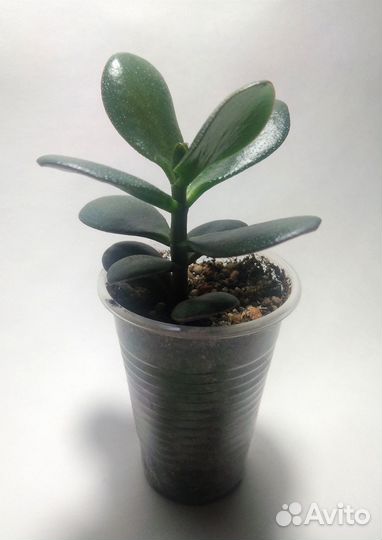 Толстянка Крассула овата суккулент