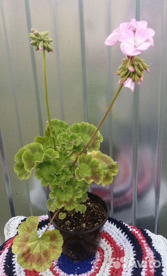 Пеларгония герань разные сорта