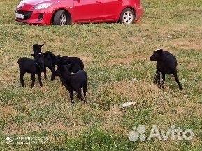 Ягнята, овцематки