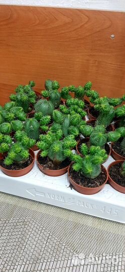 Эуфорбия монструоза