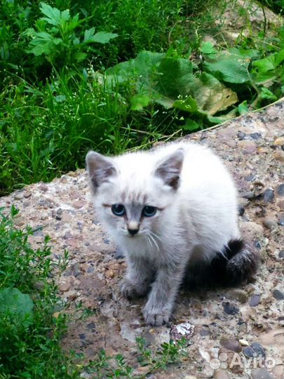 Кошка в дар
